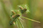 Hairy umbrella sedge